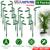 15Pcs Garden Plant 