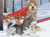 Alaskan Malamute - Best of Breed Dog Breed Fleece Blanket