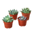 Echeveria Succulent Variety Pack