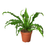 Birds Nest 'Victoria' Fern - 4" Pot