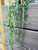 String Of Fish Hooks Cuttings