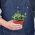 Peperomia 'Hope'
