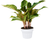 Chinese Evergreen 'Sparkling Sarah'