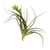 Tillandsia Air Plant Stricta