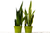 2 Snake (Sansevieria) Plant Variety Pack - 6" Pot