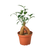 Ficus 'Ginseng'