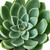 Echeveria 'Blue Atoll'