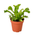 Birds Nest Leslie Fern