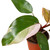 Philodendron 'Pink Princess'