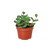 Hoya 'Hope' 