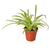 Spider Plant Reverse