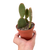 Opuntia 'Microdasys' (Bunny Ear Cactus)