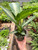 Dieffenbachia Panther