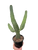 Road Kill Cactus (Consolea rubescens)