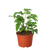 Philodendron Mini Monstera Minima