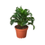 Dracaena 'Dragon Tree Twister'