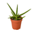 Snake 'Stuckii' - 4" Pot