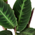 Calathea 'Warscewiczii'