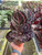 Calathea 'Dottie'