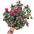 Azalea (Rhododendron)