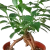 Ficus 'Ginseng'
