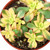 Succulent 'Kiwi' Variegated