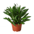 Dracaena 'Song of Jamaica'