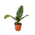 Anthurium 'Superbum'