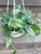 Monstera Siltepecana 6 Inch Hanging Basket
