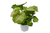 Syngonium 'Cream Allusion'
