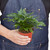 'Korean Rock' Fern