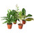 Air Purifying Variety Bundle