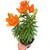 Asiatic liliy (Lilium)