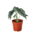 Alocasia Amazonica 'Reversa'