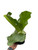 Fern 'Elephant'