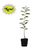 Serviceberry, Shadblow Tree 