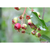 Serviceberry, Shadblow Tree 