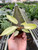 Philodendron 'Snowdrift'