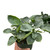 Schismatoglottis 'Sarawak'