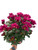 Mums (Chrysanthemum)