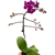 Orchid 'Purple Fucshia Phalaenopsis'