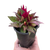 Celosia