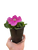 Petunia