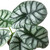 Alocasia 'Silver Dragon' 