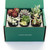 Plant Club - Succulent Bundle