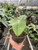 Anthurium 'Veitchii'