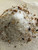 Customized Botanical Tea Salt Soak