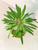Madagascar Palm Kokedama