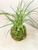 Palm Kokedama