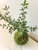 Olive Tree Kokedama